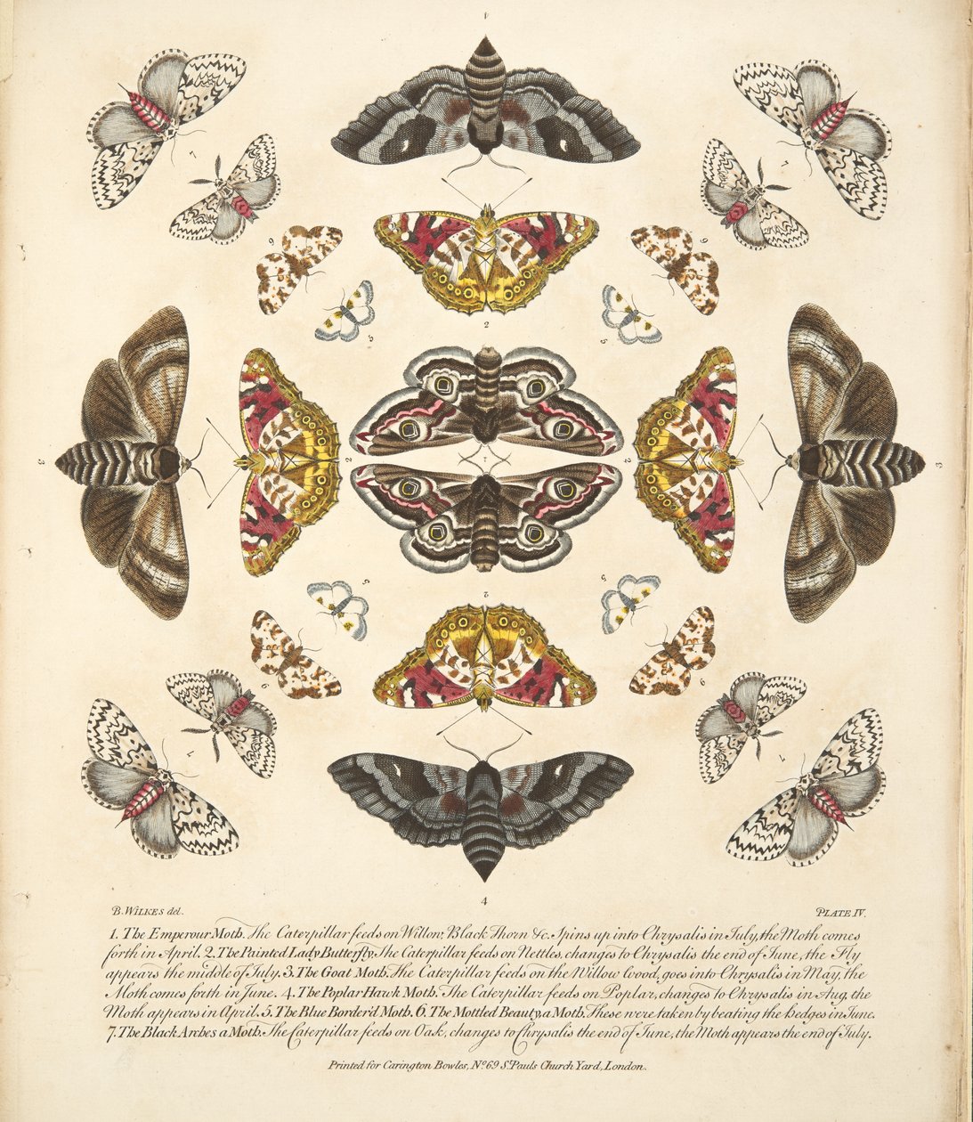 Tafel IV, aus A Rare Depiction of Butterflies and Moths, veröffentlicht 1764 von Benjamin Wilkes