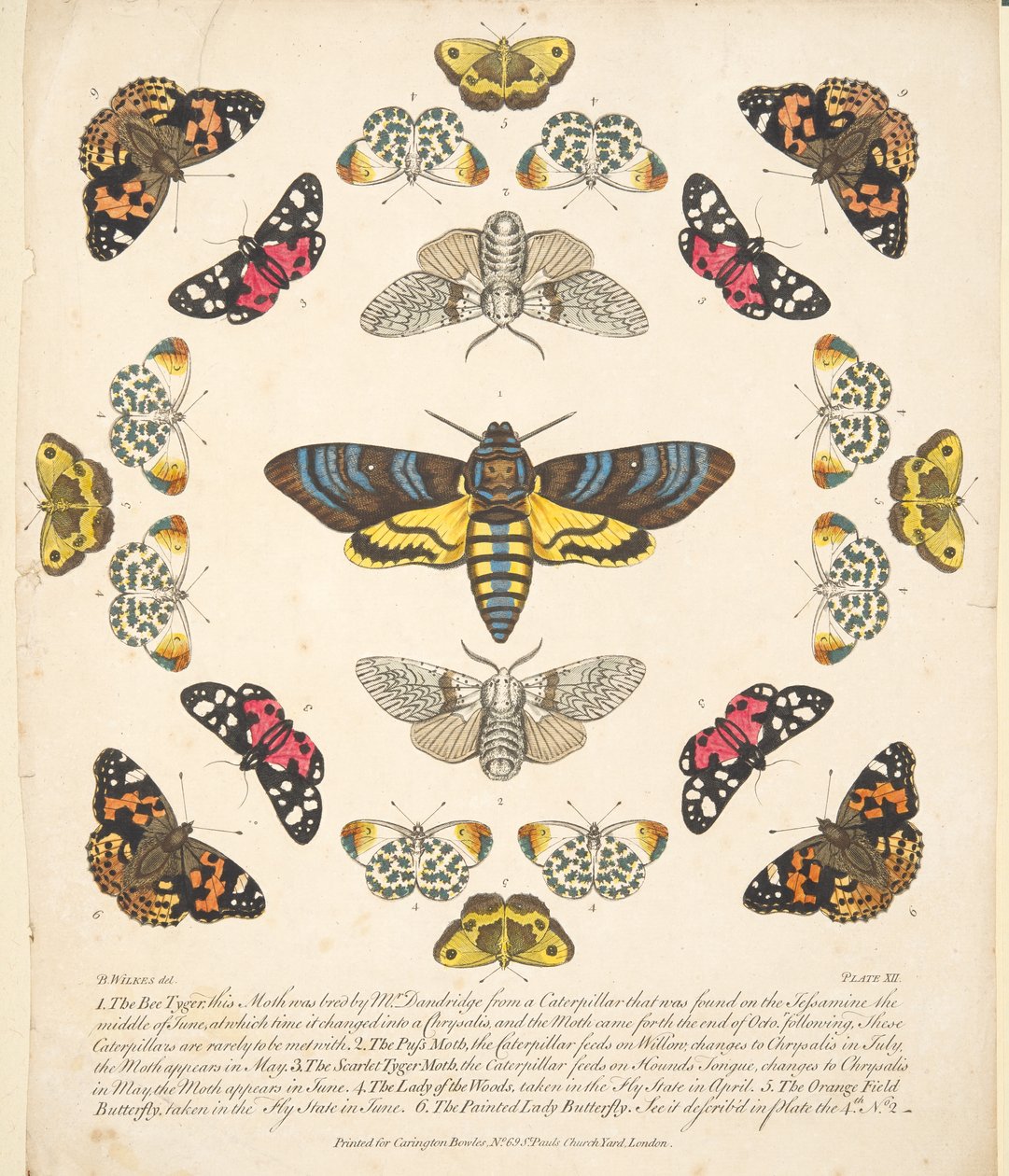 Tafel XII, aus 