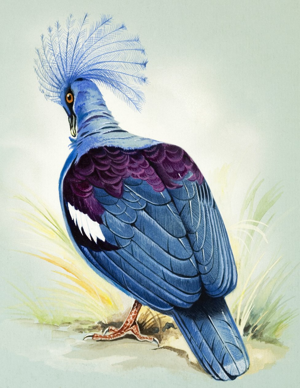 Blaue Krontaube von Bert Illoss