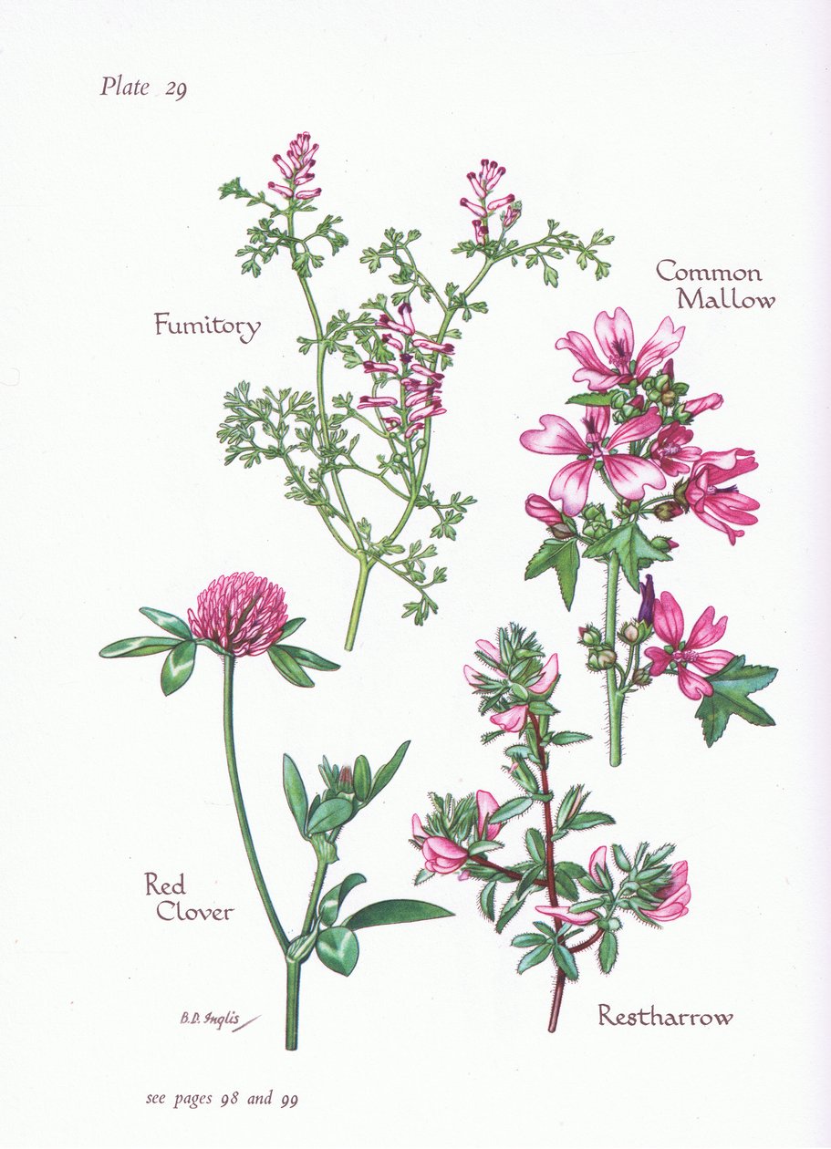 Malve, Hauhechel, Erdrauch, Rotklee von Bessie D. Inglis
