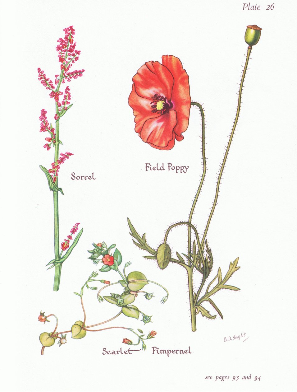 Sauerampfer, Roter Gauchheil, Klatschmohn von Bessie D. Inglis
