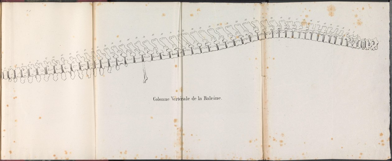 Wirbelsäule des Wals, 1827 von Bossuet