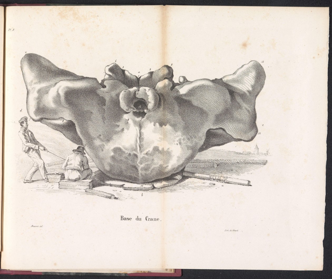 Schädel des Wals, 1827 von Bossuet