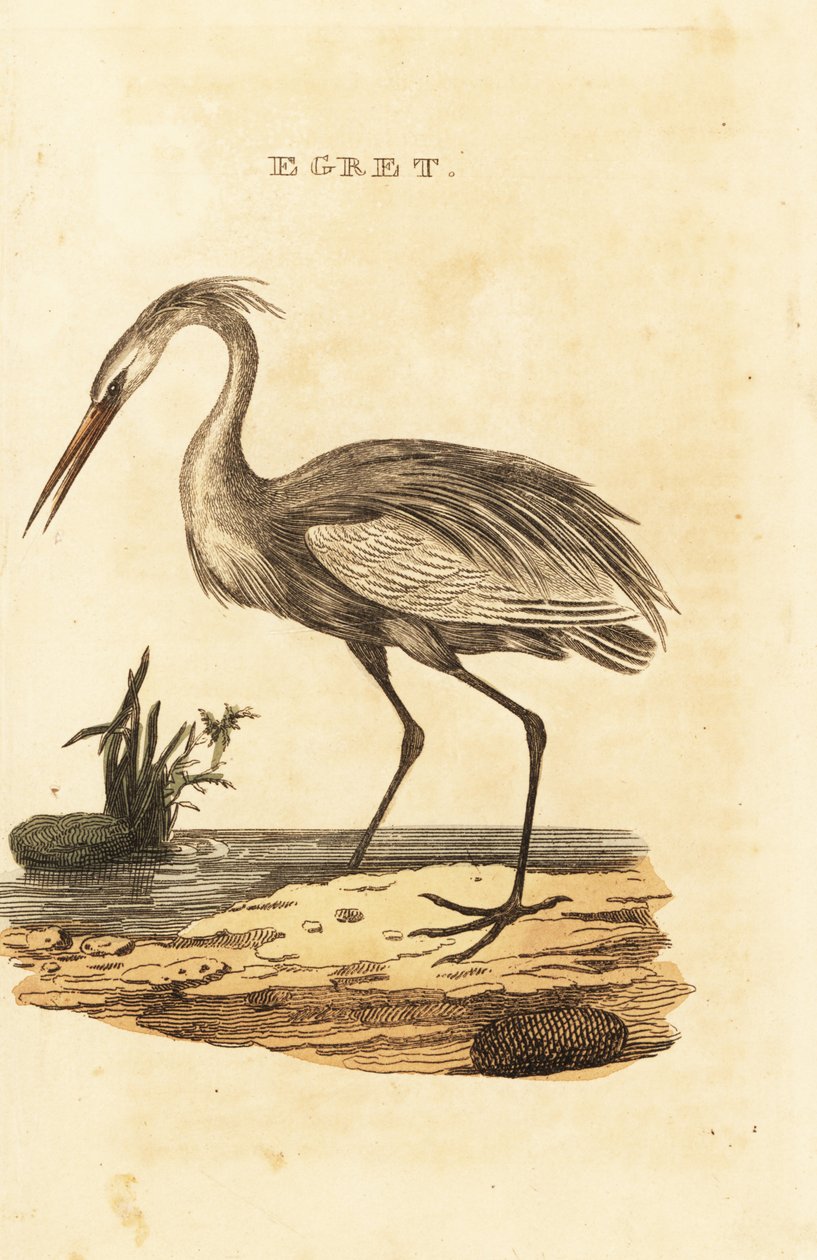 Silberreiher, Ardea alba von British School