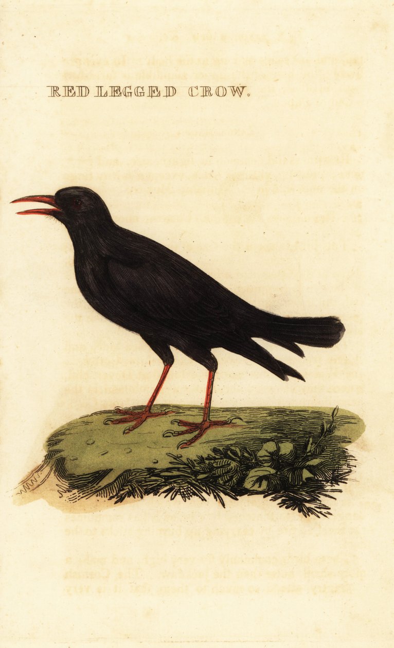 Alpendohle, Pyrrhocorax pyrrhocorax von British School