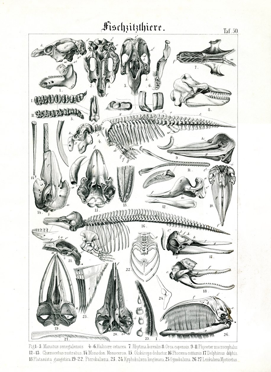Anatomische Illustration von Meeressäugern von C. Roth