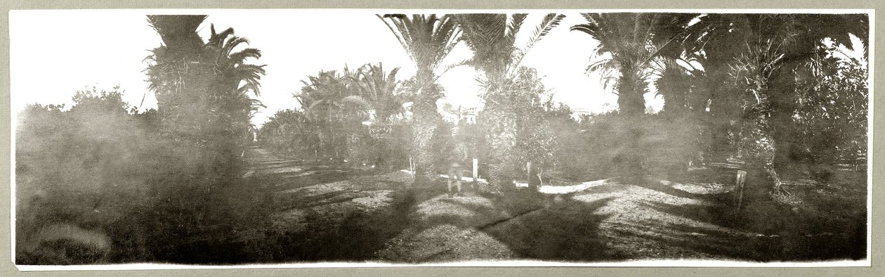 Palmengarten, ca. 1917-18 von Capt. Arthur Rhodes