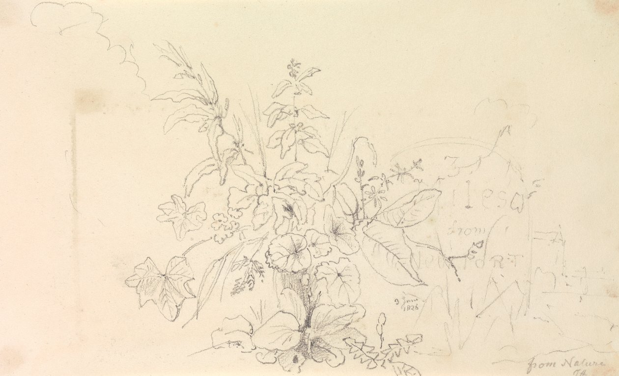 Skizze von Pflanzen und einem Meilenstein aus der Natur, 3. Juni 1826 von Capt. Thomas Hastings