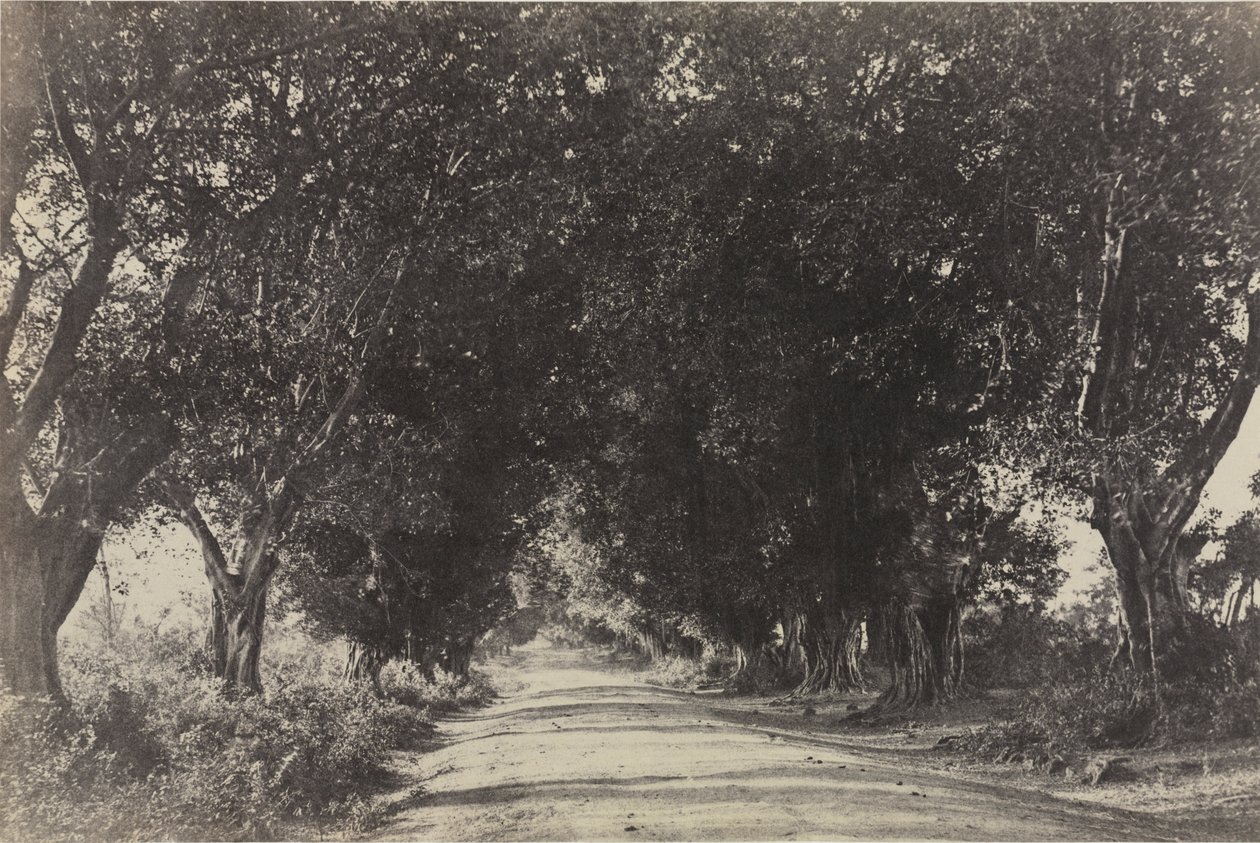 Allee der Banyanbäume, Seringham, Indien von Captain Linnaeus Tripe
