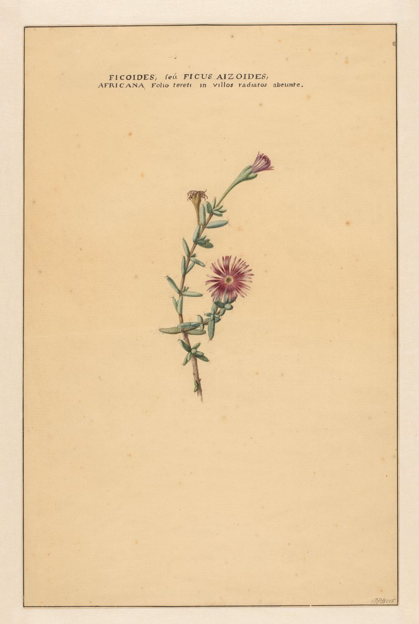 Ficus von Carel Borchaert Voet