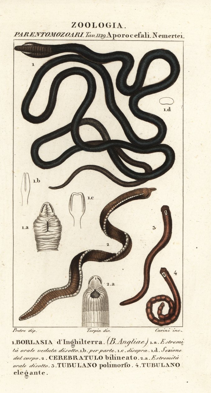 Schnürsenkelwurm, Lineus longissimus 1, Borlasia angliae 1, Rüsselwurm, Cerebratulus bilineatus 2, Cerebratulus bilineatus 2, Bandwurm, Tubulanus polimorphus 3, Tubulanus elegans 4 von Carini Carini