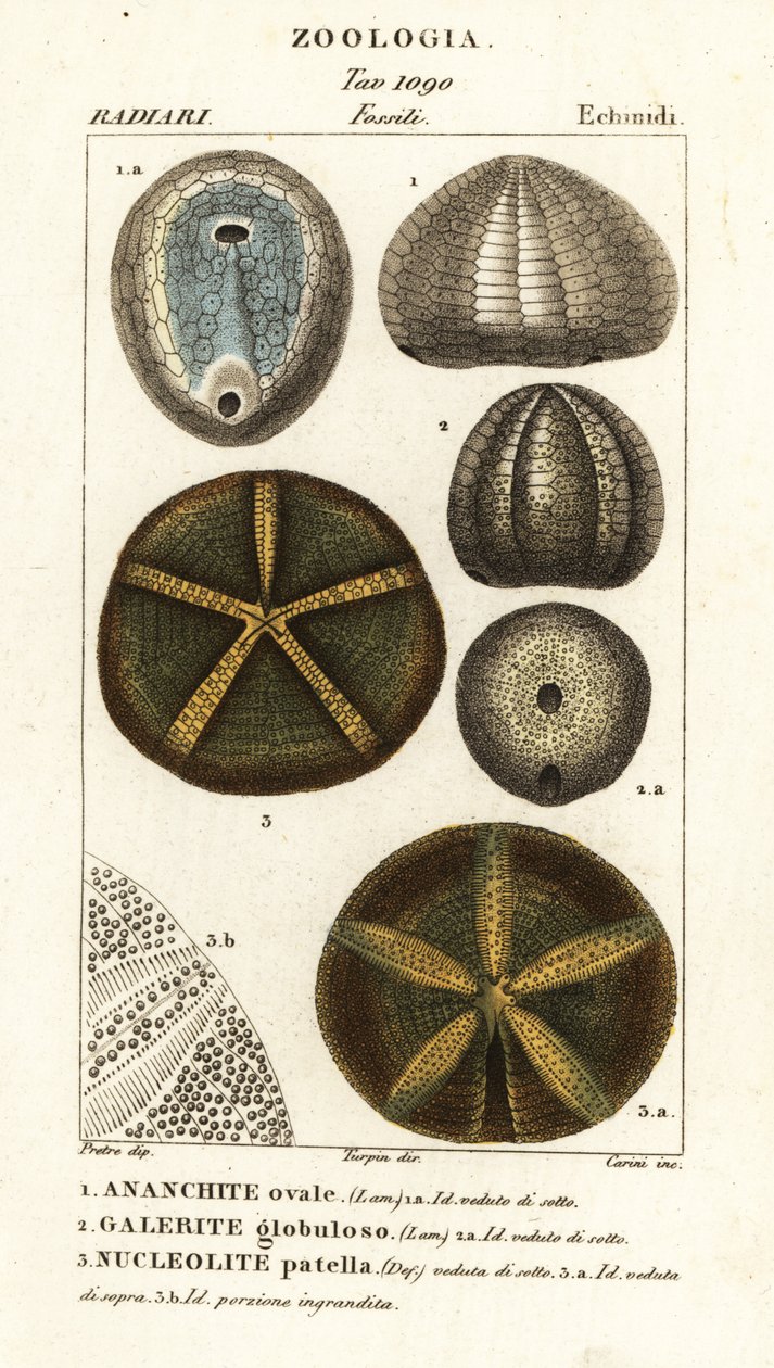 Fossilien ausgestorbener Seeigel: Echinocorys (Ananchites) 1, Galerites globulosus 2 und Nucleolites patella 3 von Carini Carini