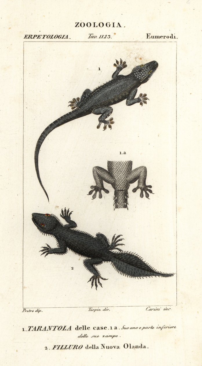 Hausgecko, Hemidactylus frenatus 1, und Breitschwanzgecko, Phyllurus platurus 2 von Carini Carini