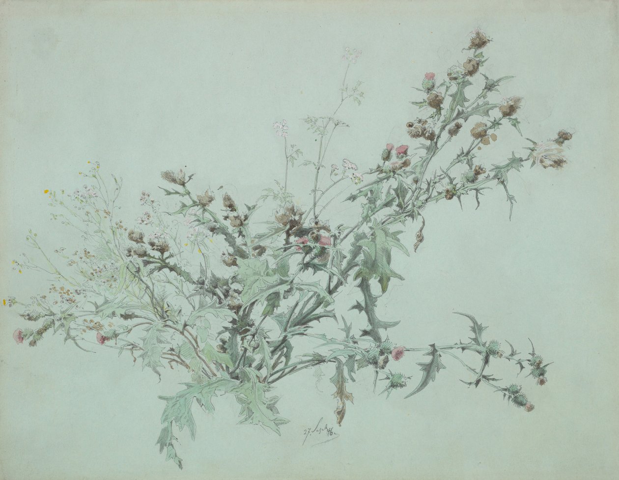 Studie einer blühenden Distel, 1846 von Carl Georg Anton Graeb