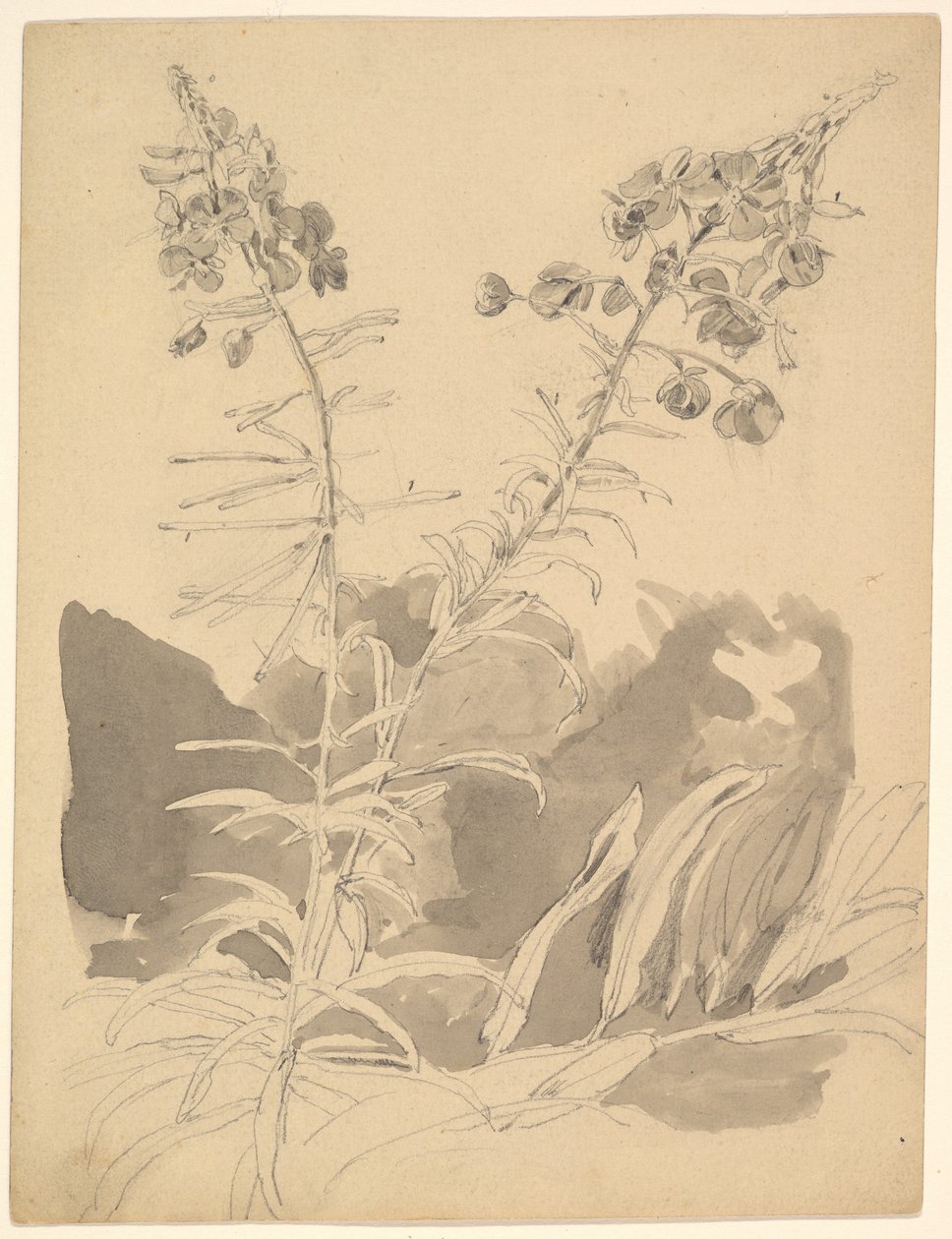 Studie eines Weidenkrauts / Studie von zwei Kühen von Carl Gustav Carus
