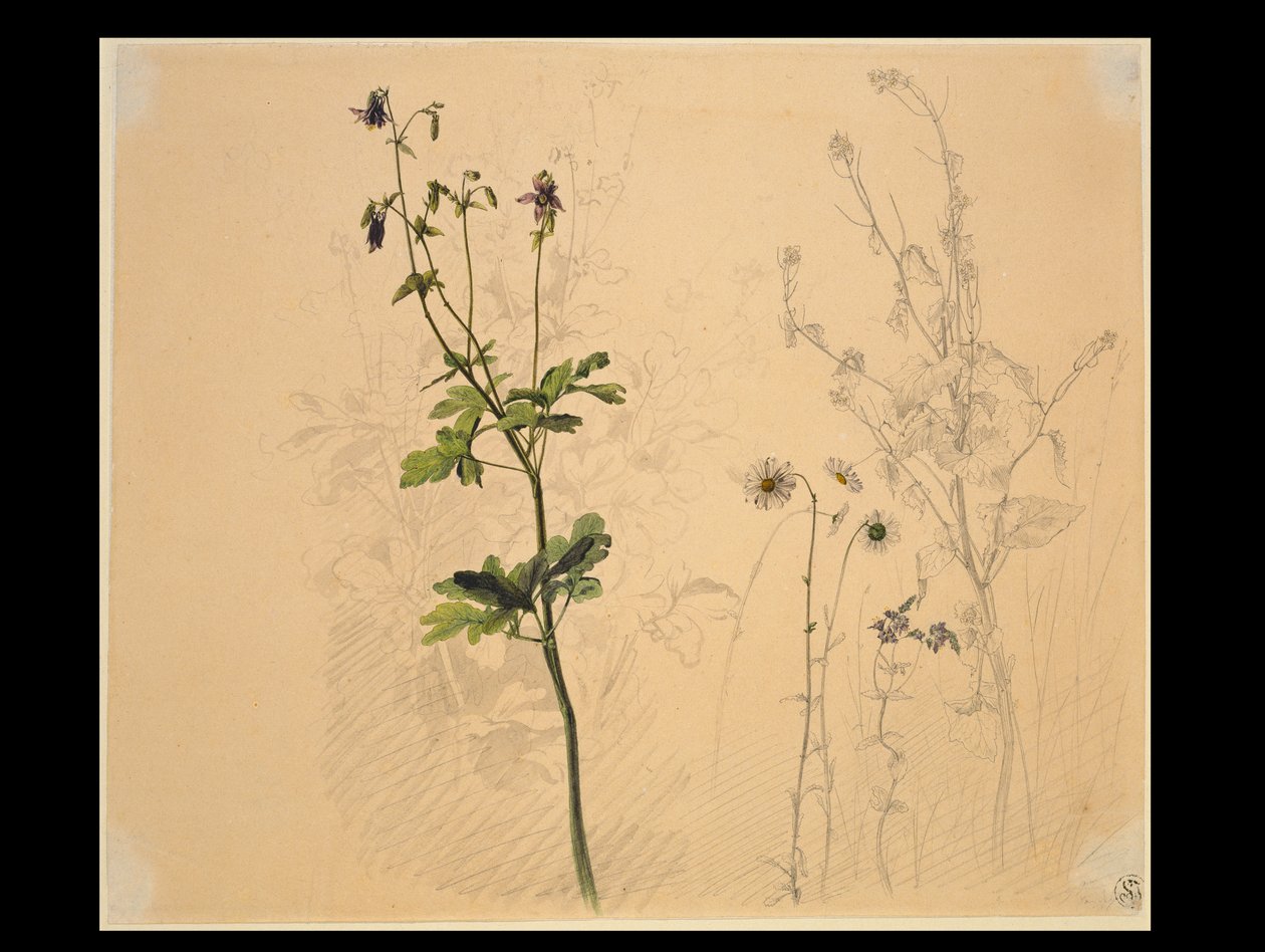 Akelei, Margerite, Knoblauchshederich und Männertreu von Carl Philipp Fohr