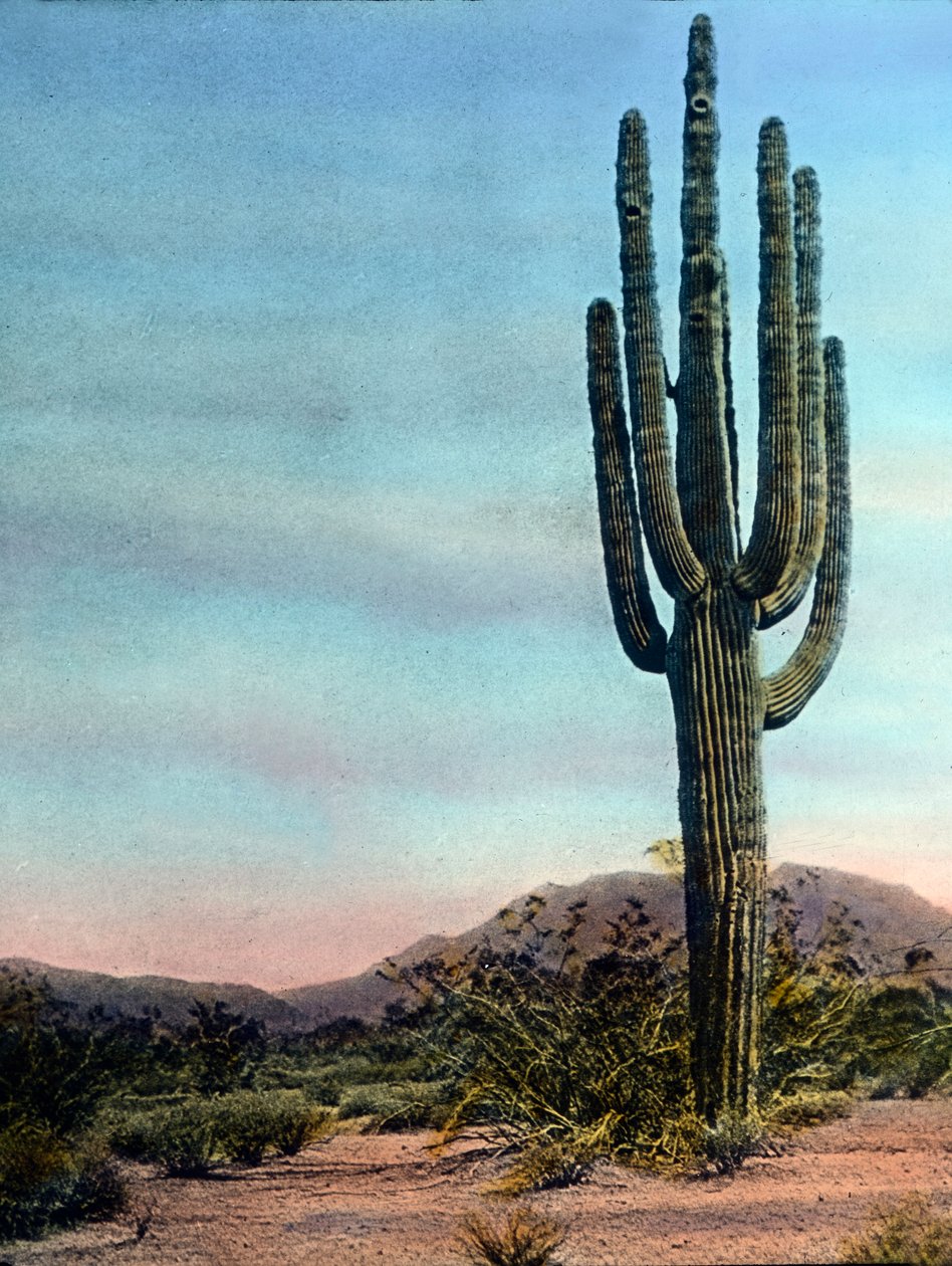 USA, Arizona, Riesenkaktus in der Sonora-Wüste, Bilddatum: ca. 1920 von Carl Simon