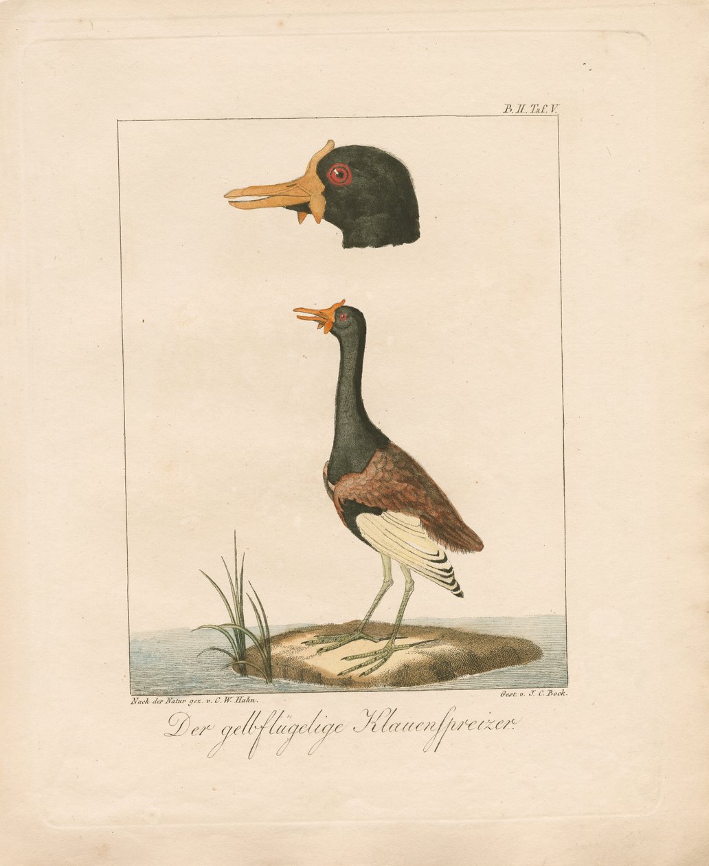 Der Gelbflügel-Jacana von Carl Wilhelm Hahn