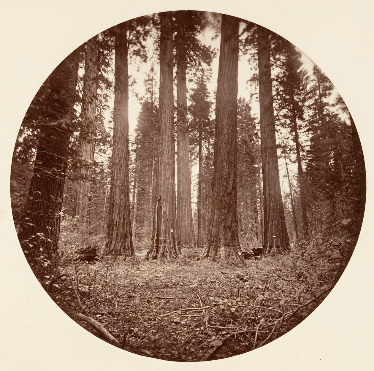 James King of William. Keyston State etc. Calaveras Grove, ca. 1878 von Carleton Emmons Watkins