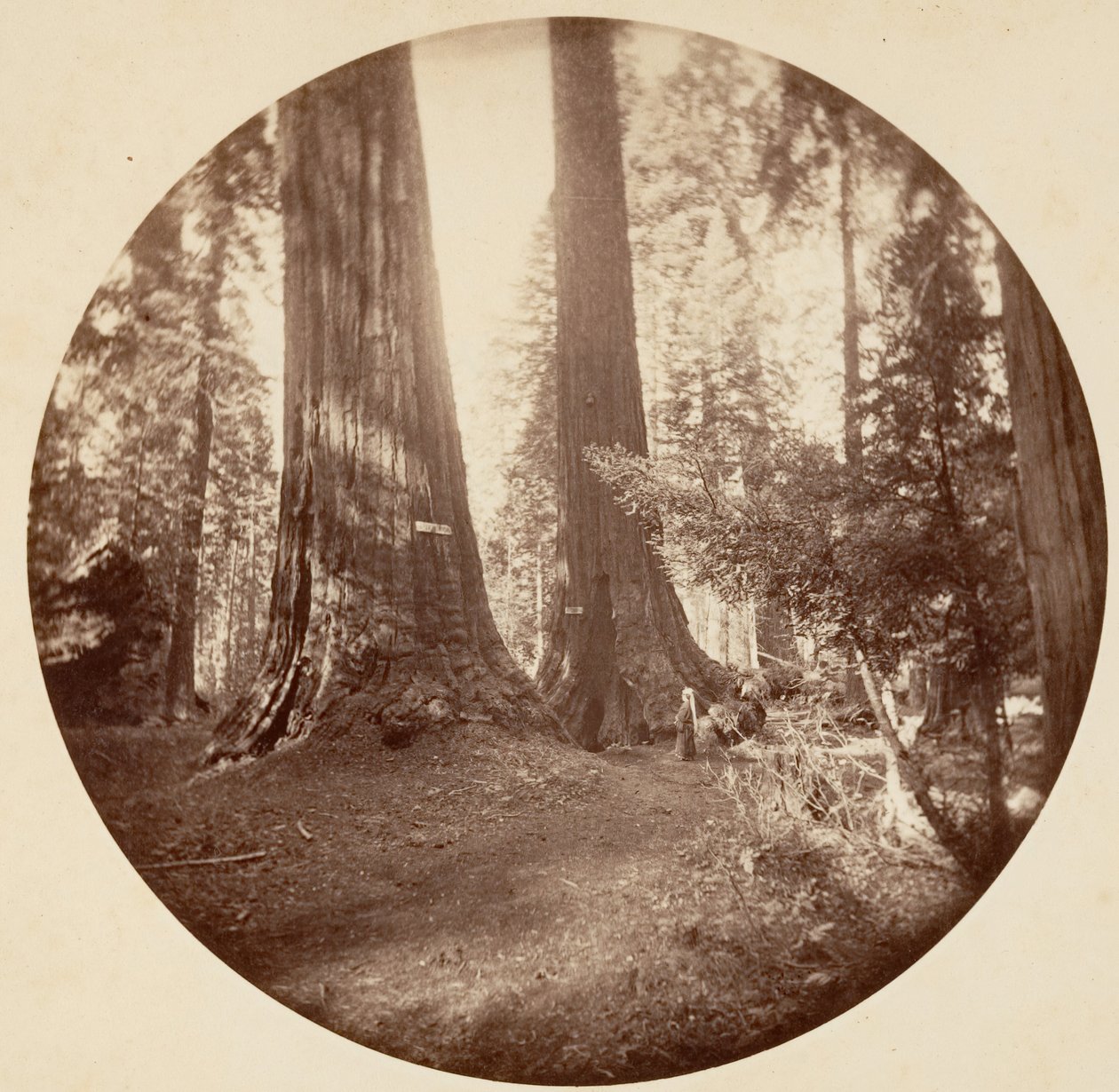Altes Dominium und Onkel Toms Taverne. Calaveras Grove, ca. 1878 von Carleton Emmons Watkins