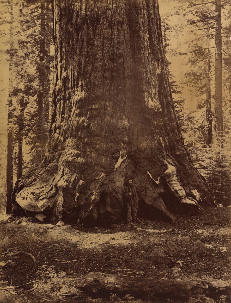 Abschnitt des Grizzly-Riesen mit Galen Clark, Mariposa Grove, Yosemite, 1865-66 von Carleton Emmons Watkins