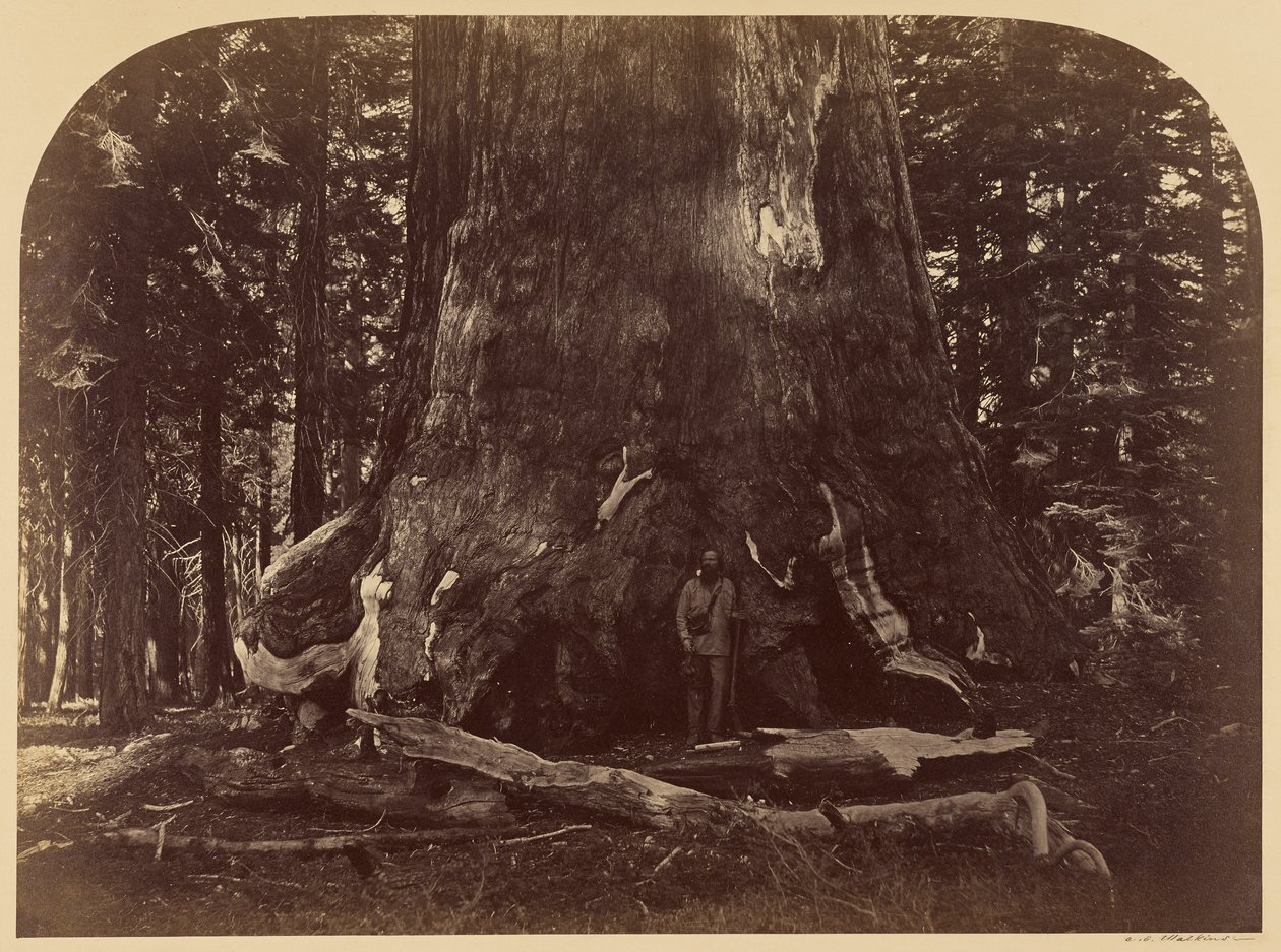 Abschnitt des Grizzly Giant, Mariposa Grove, 33 ft. Durchmesser von Carleton Watkins