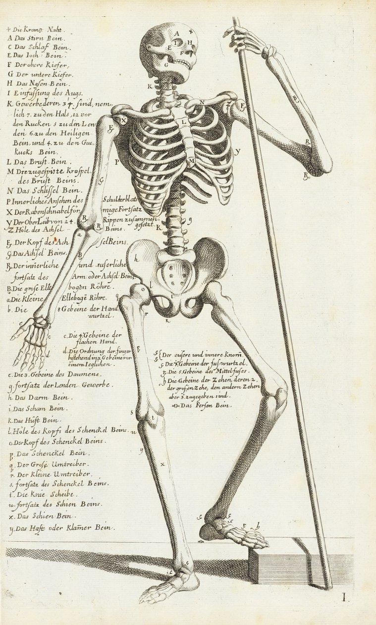 Anatomische Studie des menschlichen Skeletts von Carlo Cesi von Carlo Cesi