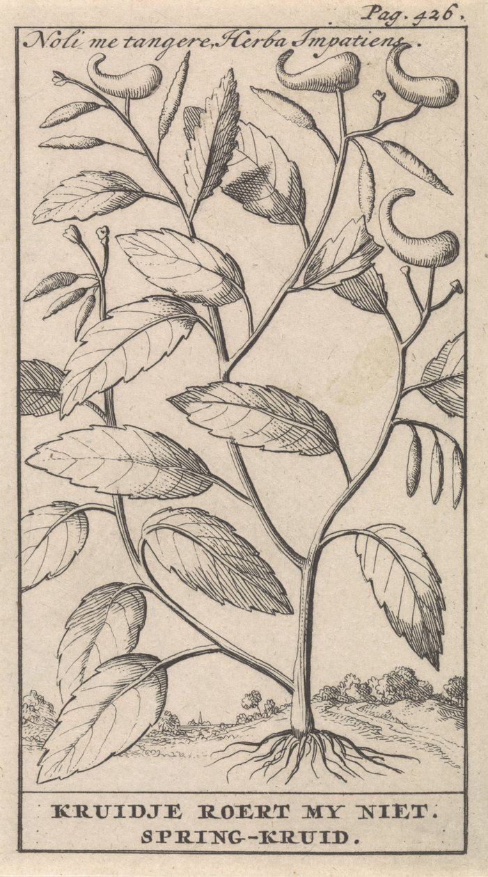 Springkraut von Caspar Luyken