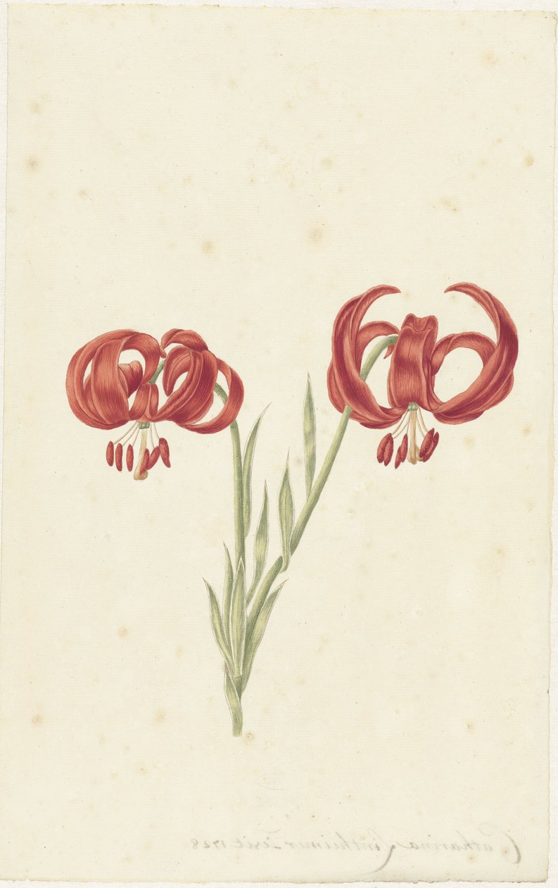 Rote Lilie von Catharina Lintheimer