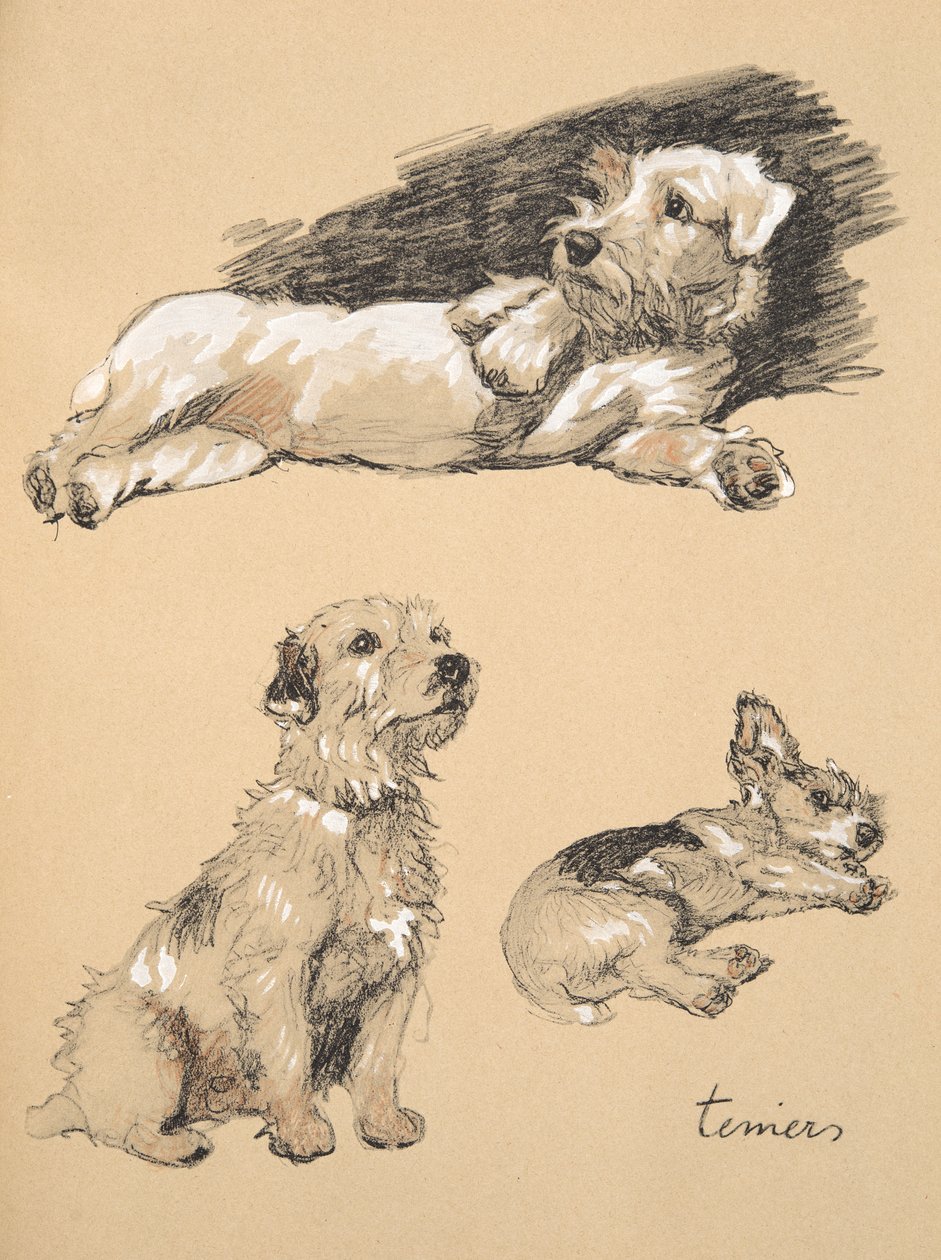 Terrier, 1930, Illustrationen aus seinem Skizzenbuch verwendet für 