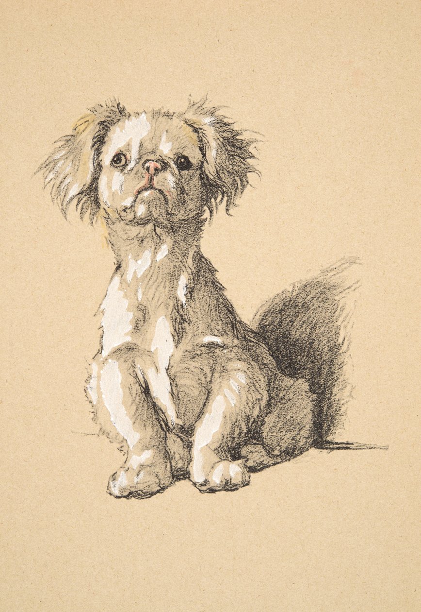 Peke, 1930, Illustrationen aus seinem Skizzenbuch verwendet für Just Among Friends, Aldin, Cecil Charles Windsor (1870-1935), später veröffentlicht von Eyre und Spottiswoode Limited, 1934 von Cecil Charles Windsor Aldin