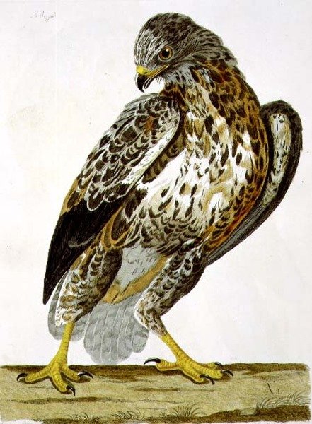 Der Mäusebussard (Buteo buteo) Tafel aus 