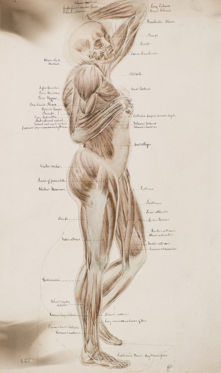 Studie [Menschliche Muskeln (beschriftet)], ca. 1884 von Charles Gustav Louis Phillips