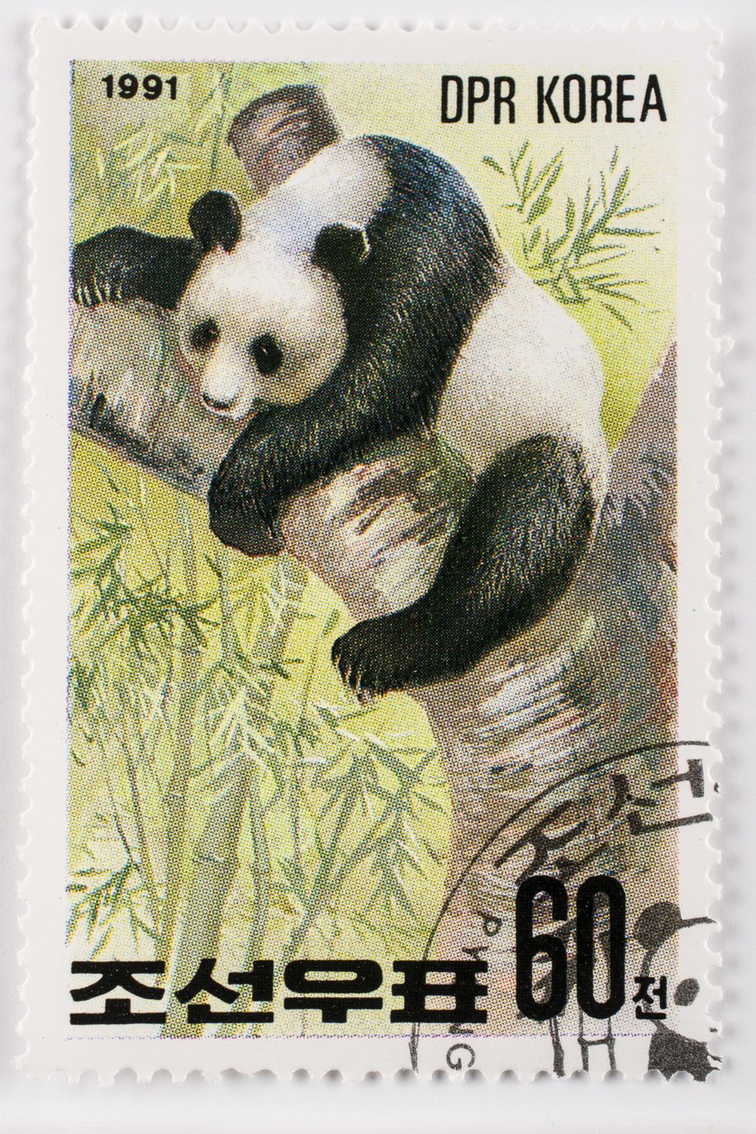 Briefmarke/Nordkorea/Ailuropoda melanoleuca/Großer Panda von Augustus Kollner