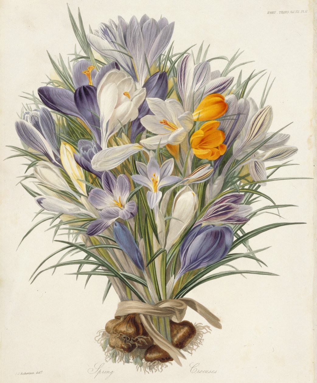 Frühlingskrokusse, Platte aus Transactions of the Horticultural Society, London, Bd. VII, 1830 von Charles John Robertson