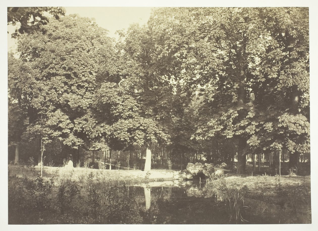 Ohne Titel, ca. 1850. [Bäume in der Nähe von Wasser im Bois de Boulogne, einem Park in Paris] von Charles Marville