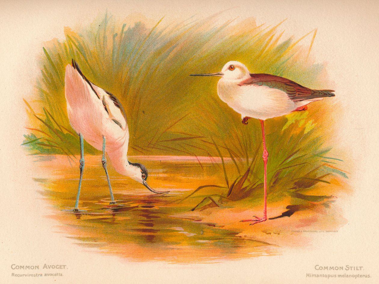 Säbelschnäbler Recurvirostra avosetta, Stelzenläufer Himantopus melanopterus, 1900 von Charles Whymper