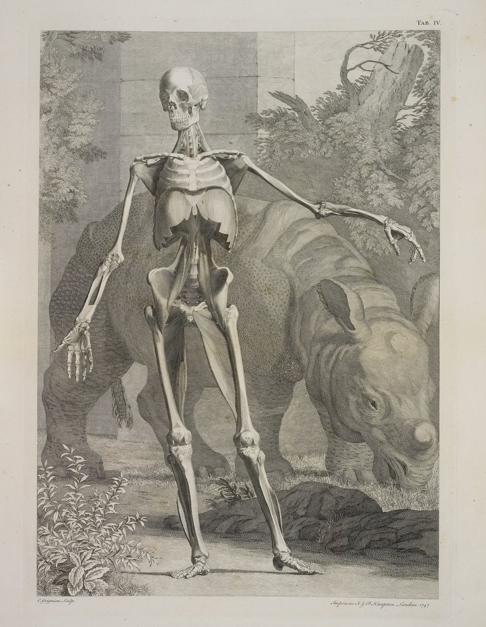 Skelett und Nashorn, Tafeln des Skeletts und der Muskeln des menschlichen Körpers, von Bernhard Siegfried Albinus von Charles the Elder Grignion