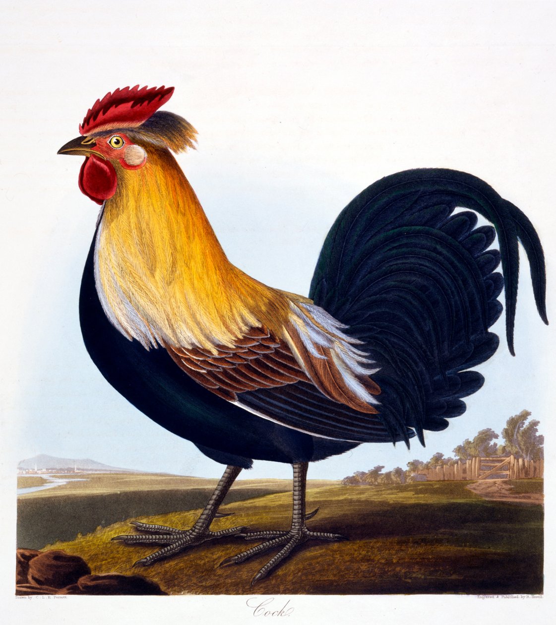Hahn (Phasianus), graviert von Robert Havell, Jr, 1835 von Charlotte L. E. Perrott