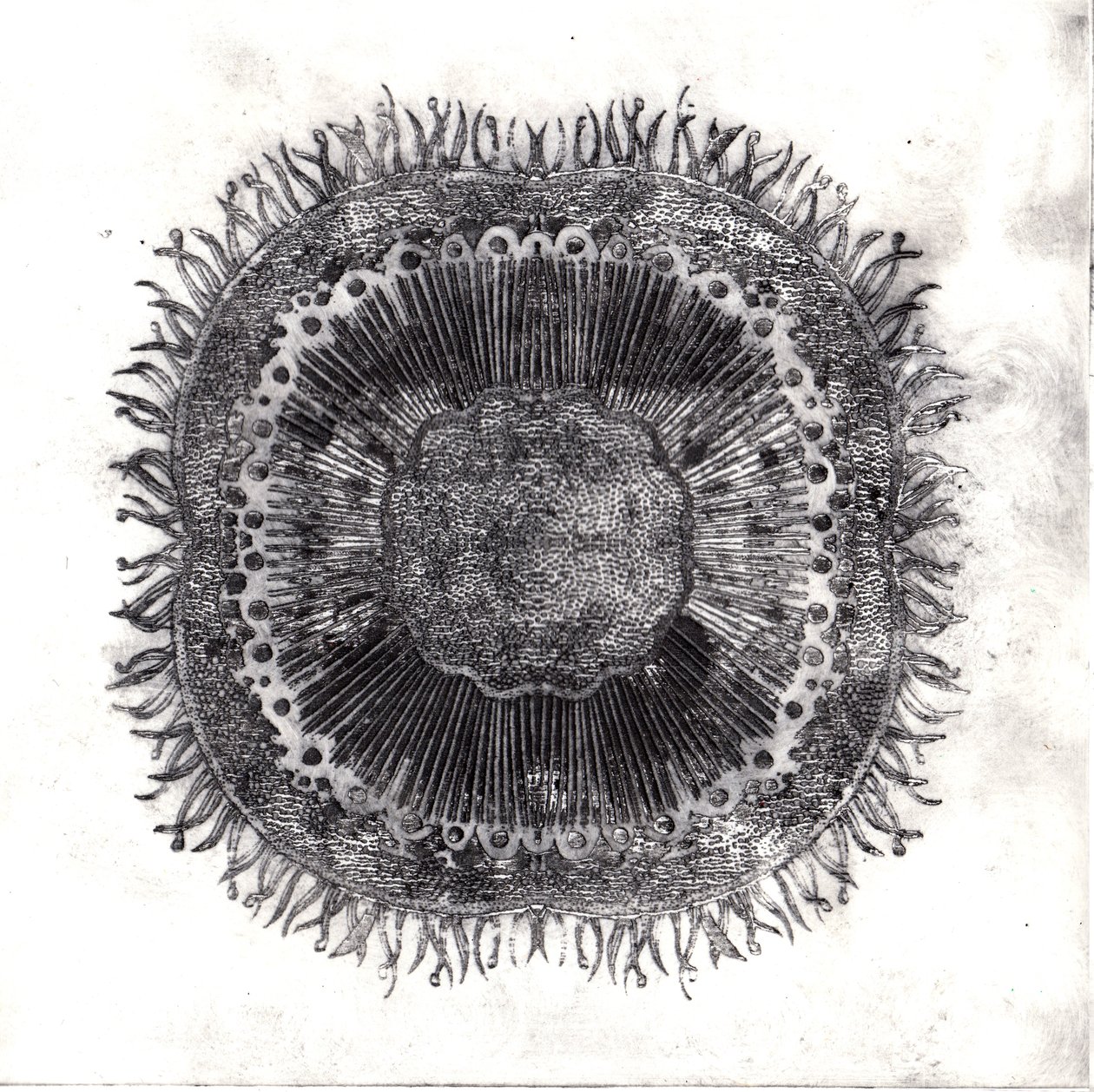 Pflanzenzellen, 2019 von Charlotte Orr