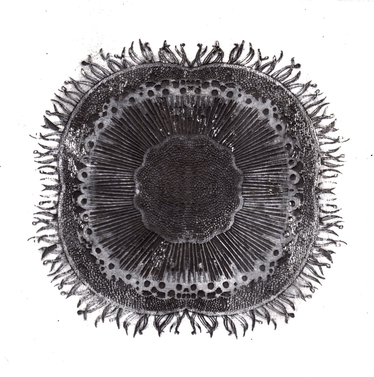 Pflanzenzellen, 2019 von Charlotte Orr