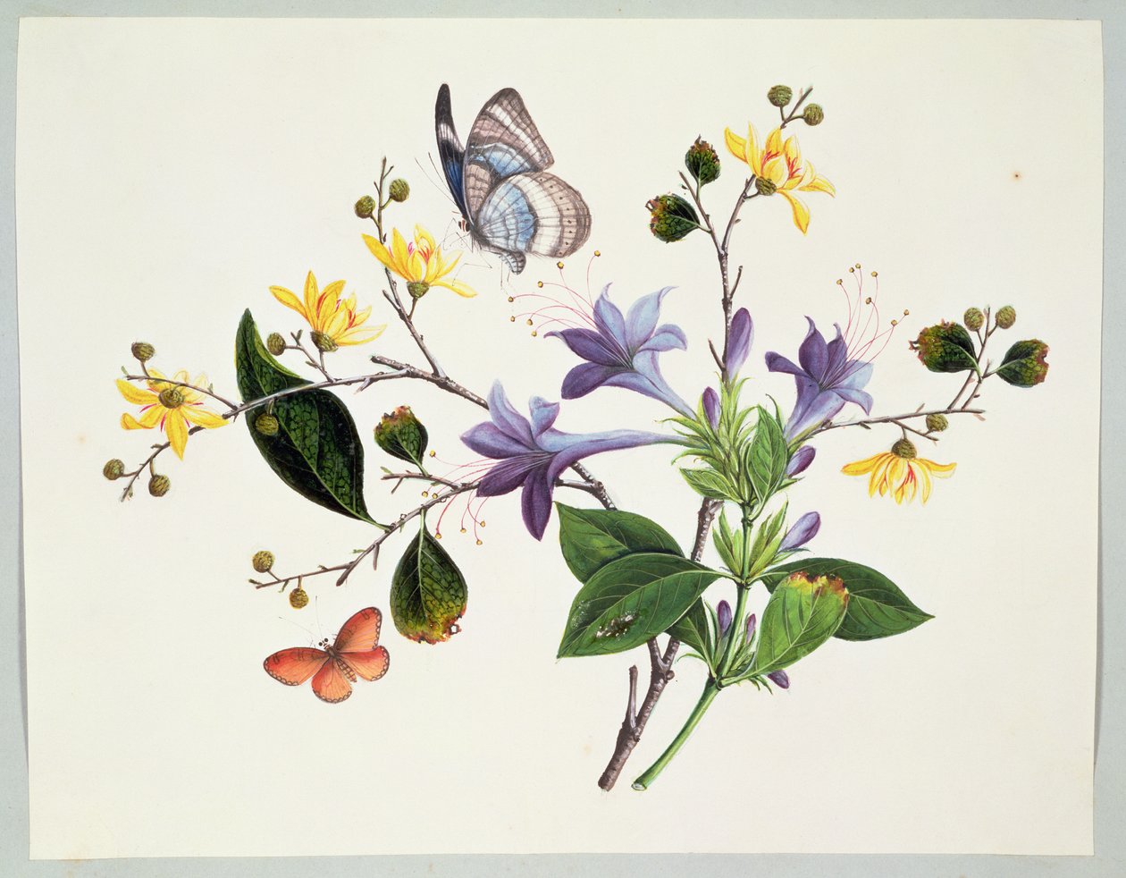 Blumenstudie und Insekten von Chinese School