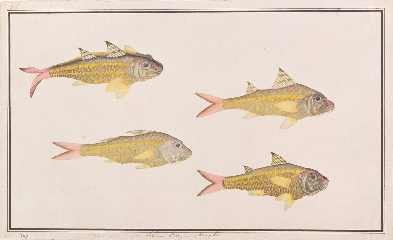 Meerbarbe, aus Zeichnungen von Fischen von Malakka, ca. 1805-18 von Chinese School