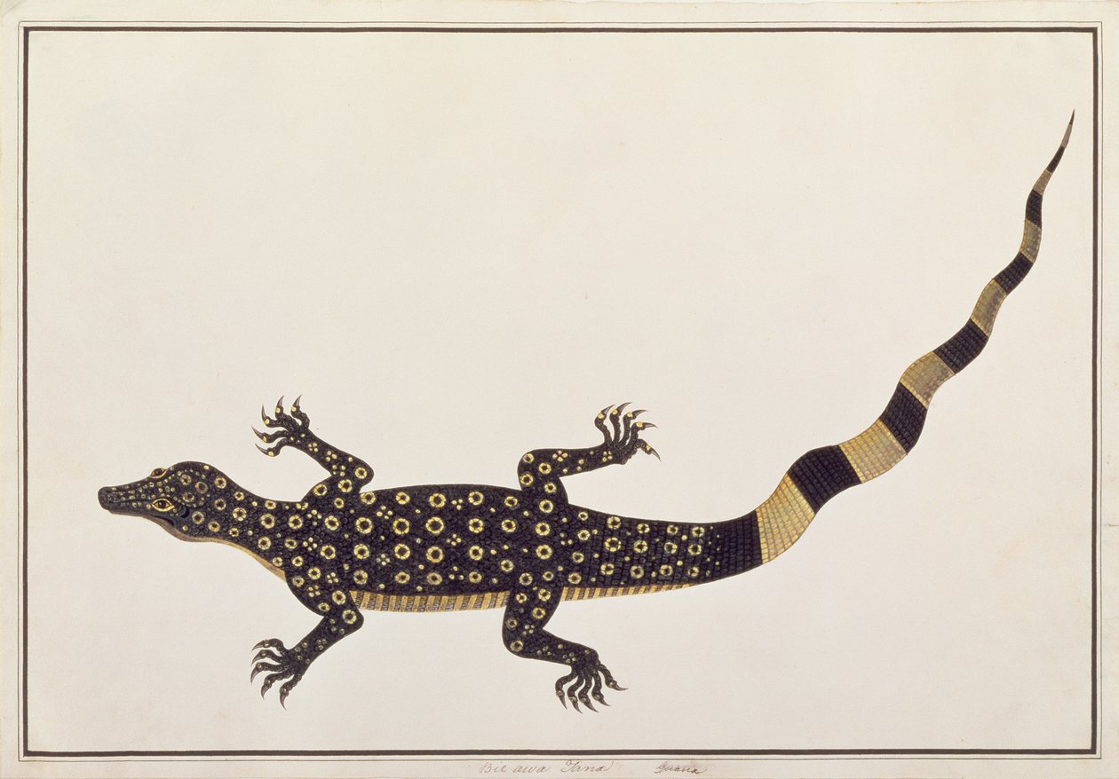 Guana, Bie awa Tana, aus Zeichnungen von Tieren, Insekten und Reptilien aus Malakka, ca. 1805-18 von Chinese School