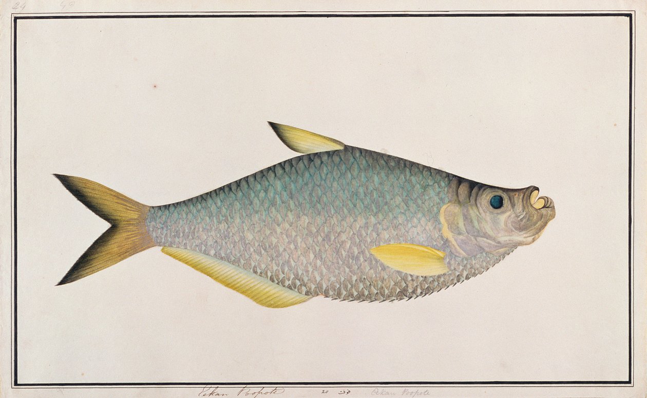 Ilisha, aus Zeichnungen von Fischen von Malakka, ca. 1805-18 von Chinese School