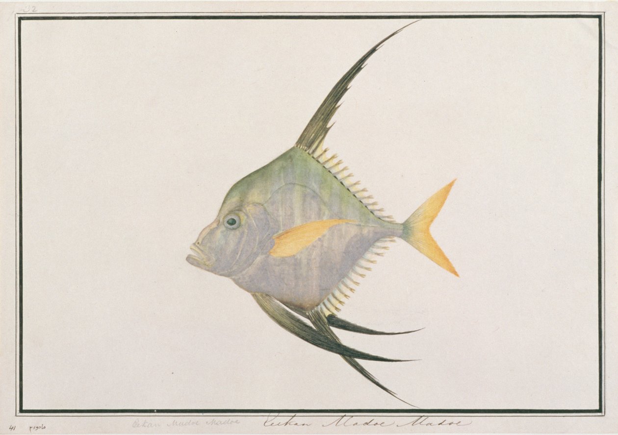 Indischer Fadenfisch, aus Zeichnungen von Fischen von Malakka, ca. 1805-18 von Chinese School