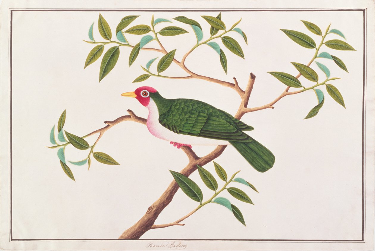 Jambu-Fruchttaube, aus Zeichnungen von Vögeln aus Malakka, ca. 1805-18 von Chinese School