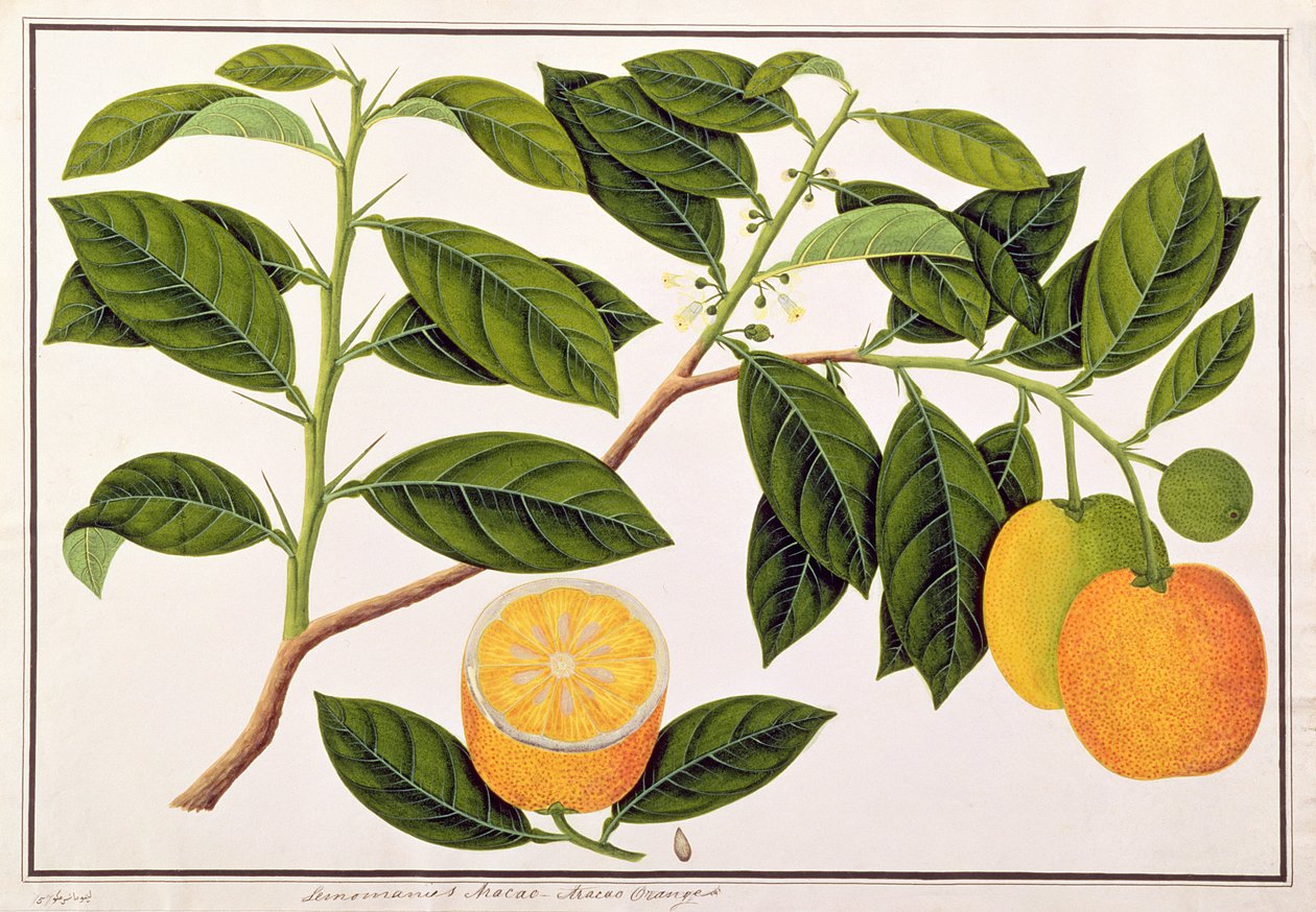 Lemomanies Macao-Macao Orangen, aus Zeichnungen von Pflanzen aus Malakka, ca. 1805-18 von Chinese School
