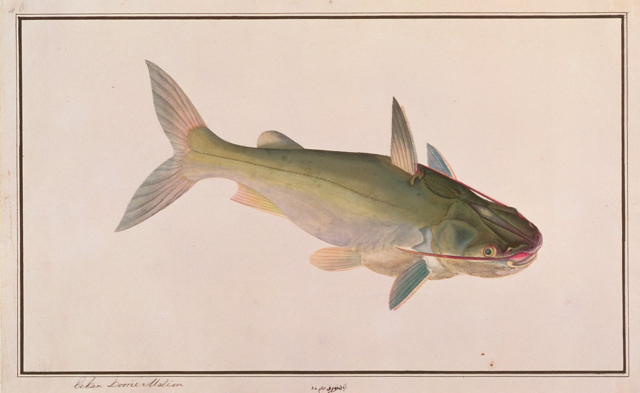 Soldatenwels, aus Zeichnungen von Fischen von Malakka, ca. 1805-18 von Chinese School