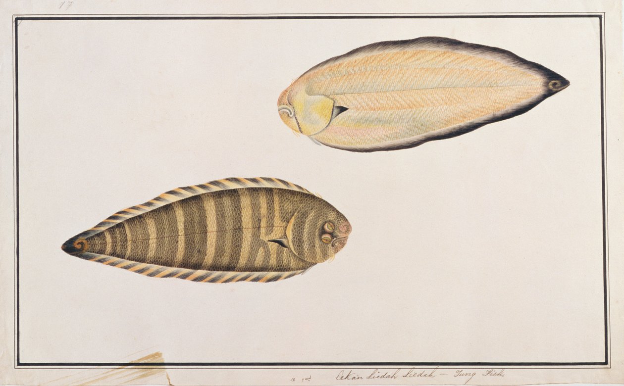 Zebra Sole, aus Zeichnungen von Fischen aus Malakka, ca. 1805-18 von Chinese School